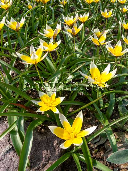 436253 - Wildtulpe (Tulipa tarda)