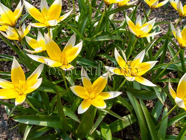 436254 - Wildtulpe (Tulipa tarda)