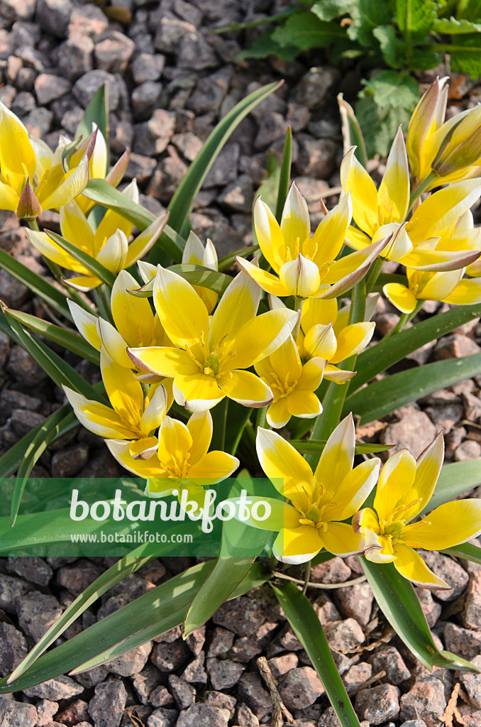 495168 - Wildtulpe (Tulipa tarda)