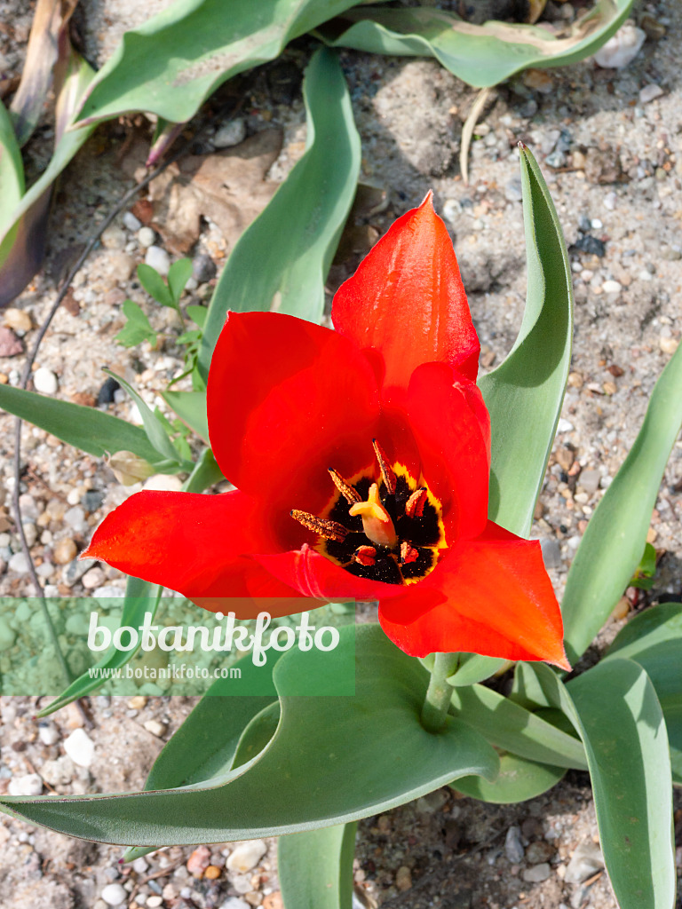 400122 - Wildtulpe (Tulipa undulatifolia)