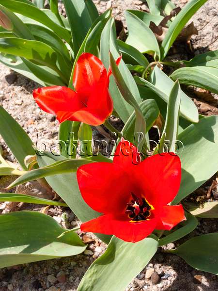 400123 - Wildtulpe (Tulipa undulatifolia)