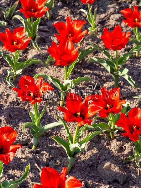 437144 - Wildtulpe (Tulipa vvedenskyi)