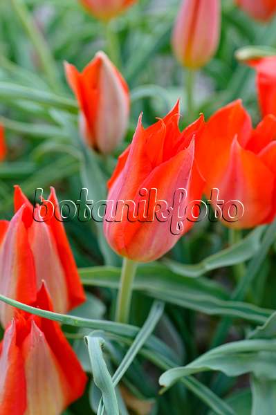 471143 - Wildtulpe (Tulipa vvedenskyi)
