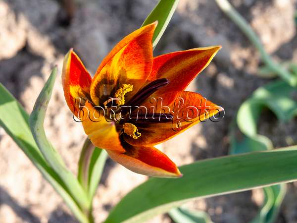 437141 - Wildtulpe (Tulipa whittallii)
