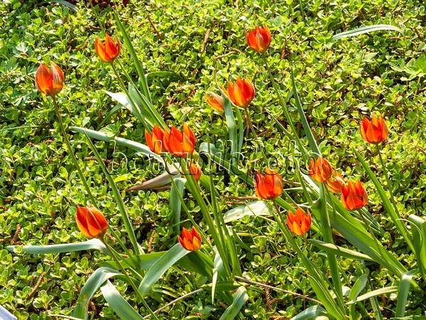 437206 - Wildtulpe (Tulipa whittallii)
