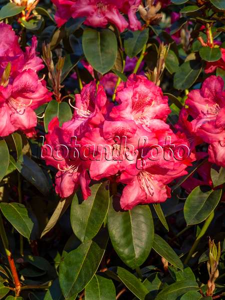 460069 - Williams Rhododendron (Rhododendron williamsianum 'Lissabon')