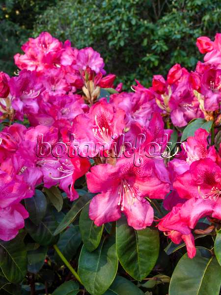 460070 - Williams Rhododendron (Rhododendron williamsianum 'Lissabon')