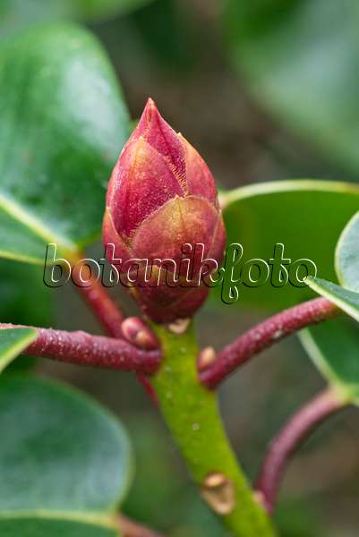 552018 - Williams Rhododendron (Rhododendron williamsianum 'Lissabon')