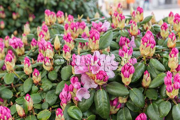 616311 - Williams Rhododendron (Rhododendron williamsianum 'Vater Böhlje')