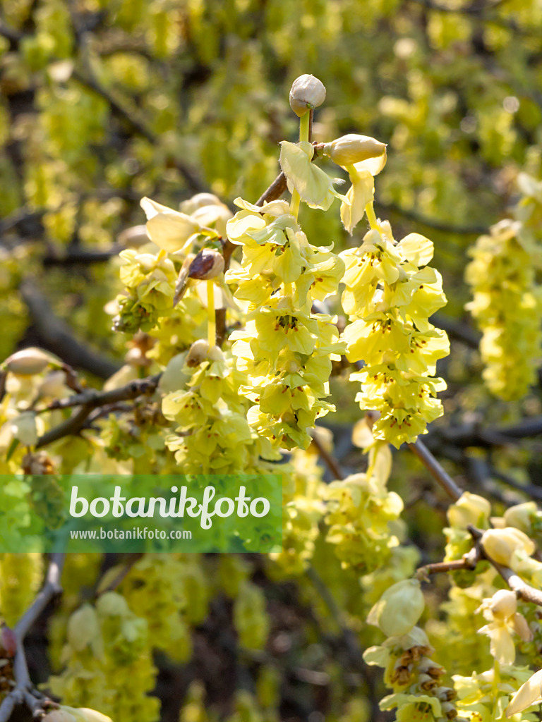 447031 - Willmotts Scheinhasel (Corylopsis willmottiae)