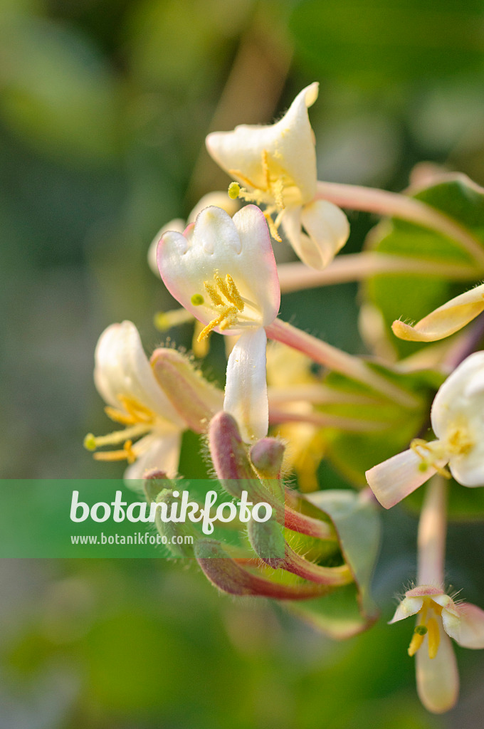 483155 - Windendes Geißblatt (Lonicera implexa)