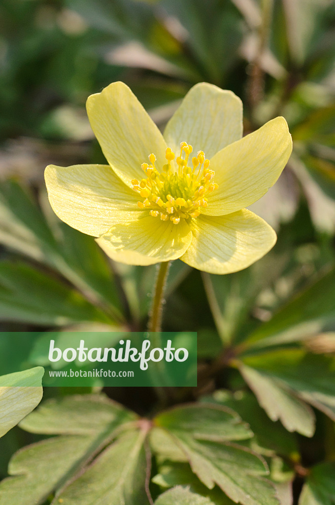 471068 - Windröschen (Anemone x lipsiensis)