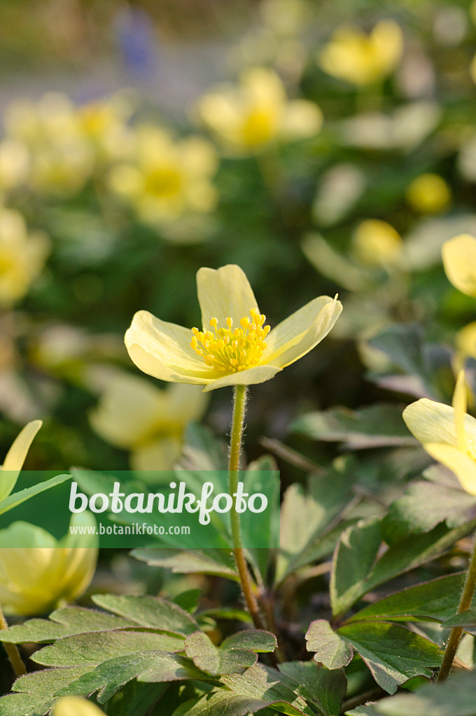 471069 - Windröschen (Anemone x lipsiensis)