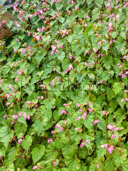 452204 - Winterharte Begonie (Begonia grandis)