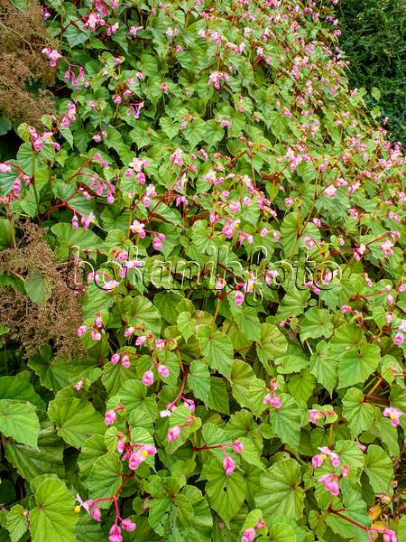 452205 - Winterharte Begonie (Begonia grandis)