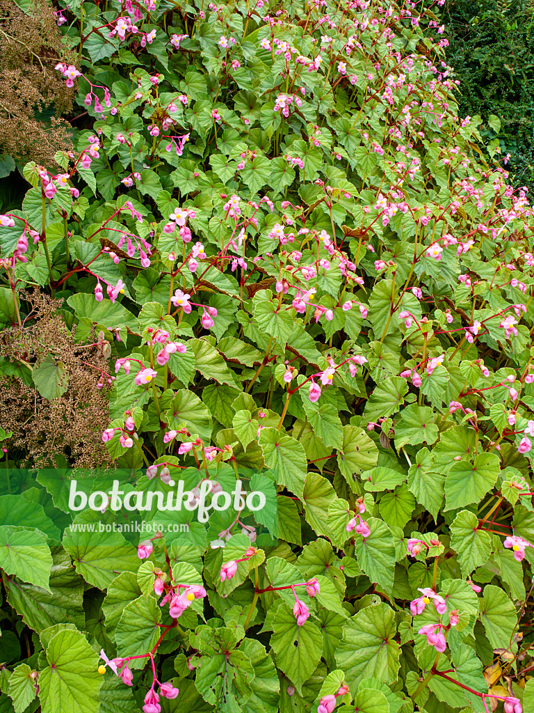 452205 - Winterharte Begonie (Begonia grandis)