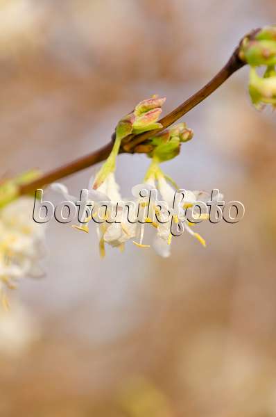 528019 - Winterheckenkirsche (Lonicera x purpusii)