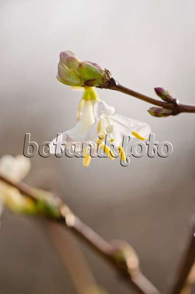 528020 - Winterheckenkirsche (Lonicera x purpusii)