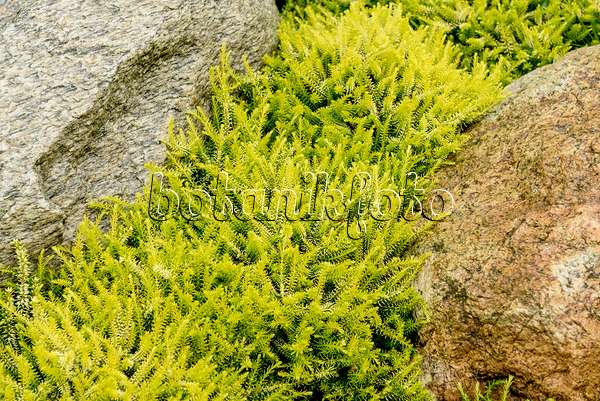 558099 - Winterheide (Erica carnea 'Golden Starlet' syn. Erica herbacea 'Golden Starlet')
