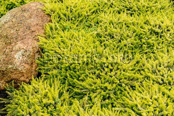 558100 - Winterheide (Erica carnea 'Golden Starlet' syn. Erica herbacea 'Golden Starlet')