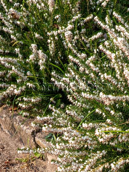 424126 - Winterheide (Erica carnea 'Snow Queen' syn. Erica herbacea 'Snow Queen')