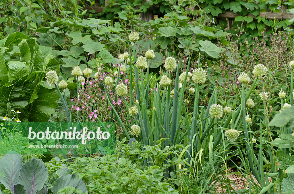 496396 - Winterzwiebel (Allium fistulosum)