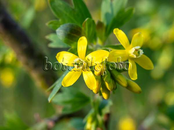448013 - Wohlriechende Johannisbeere (Ribes odoratum)