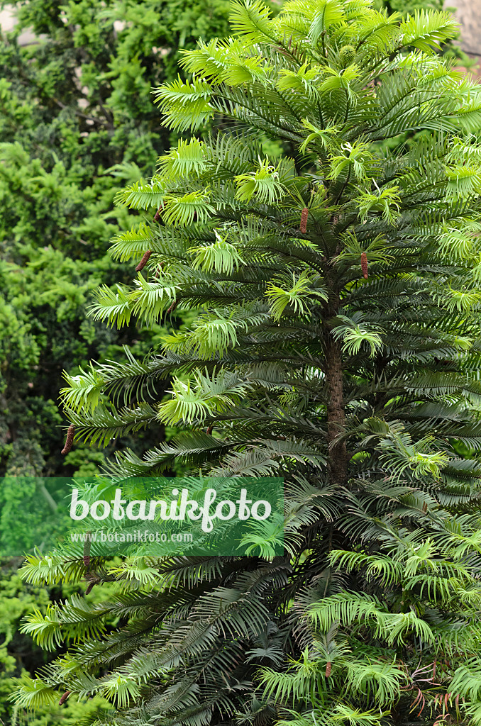 521309 - Wollemi-Kiefer (Wollemia nobilis)