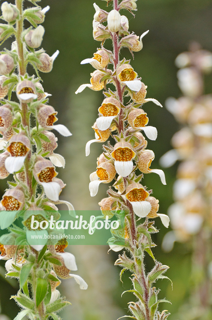 485180 - Wolliger Fingerhut (Digitalis lanata)