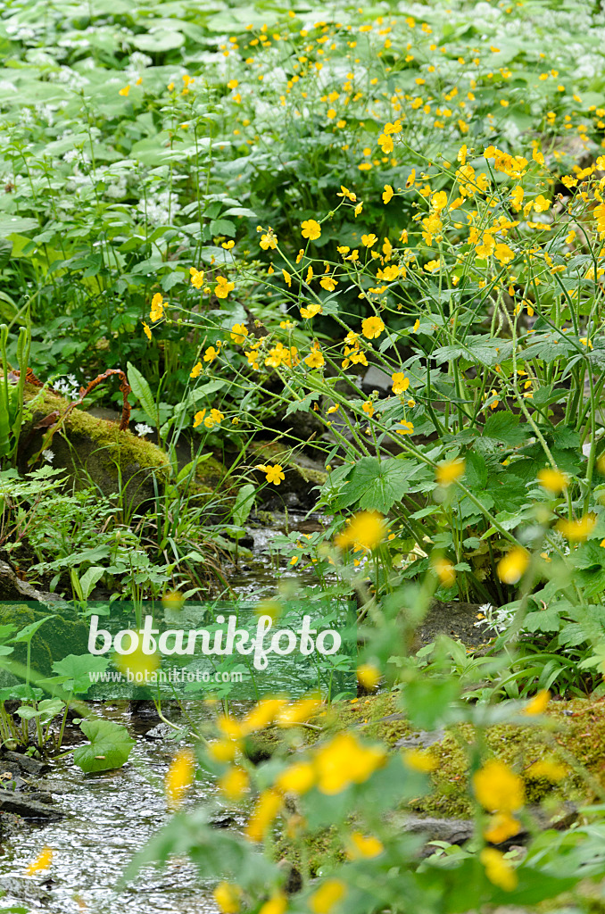 508069 - Wolliger Hahnenfuß (Ranunculus lanuginosus)