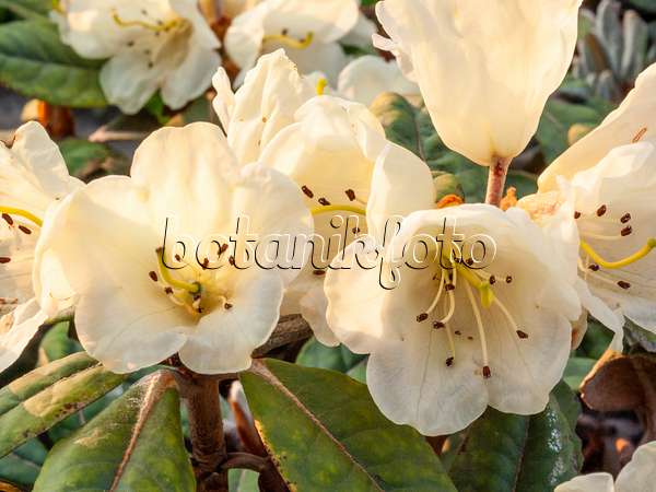 412045 - Wolliger Rhododendron (Rhododendron lanatum)