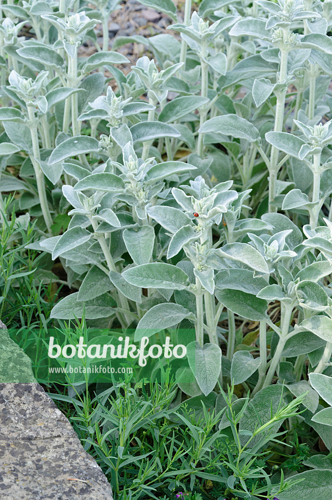 485010 - Wollziest (Stachys byzantina)