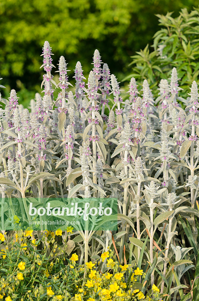 545104 - Wollziest (Stachys byzantina)