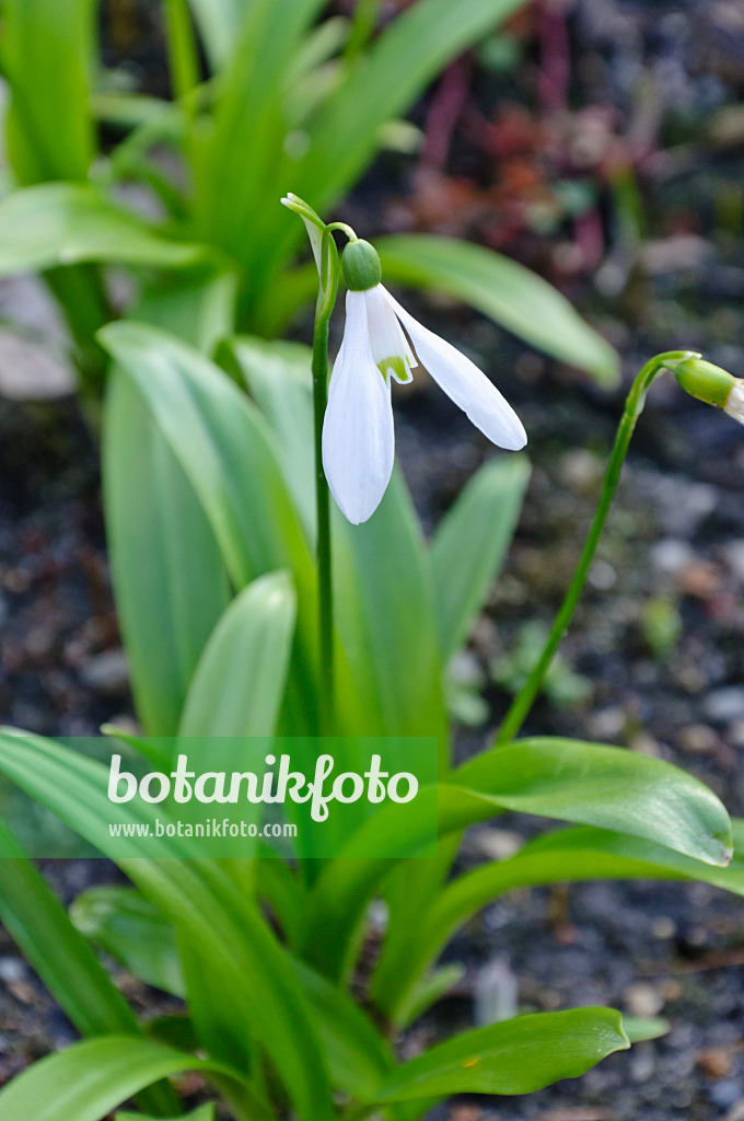 470030 - Woronows Schneeglöckchen (Galanthus woronowii)