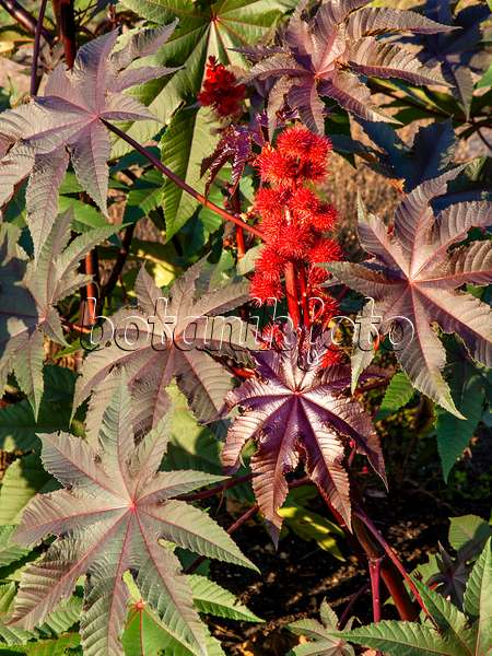 Bild Wunderbaum (Ricinus communis) - 572081 - Bilder von Pflanzen und  Gärten - botanikfoto
