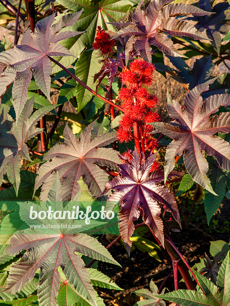 Bild Wunderbaum (Ricinus communis) - 572081 - Bilder von Pflanzen und  Gärten - botanikfoto