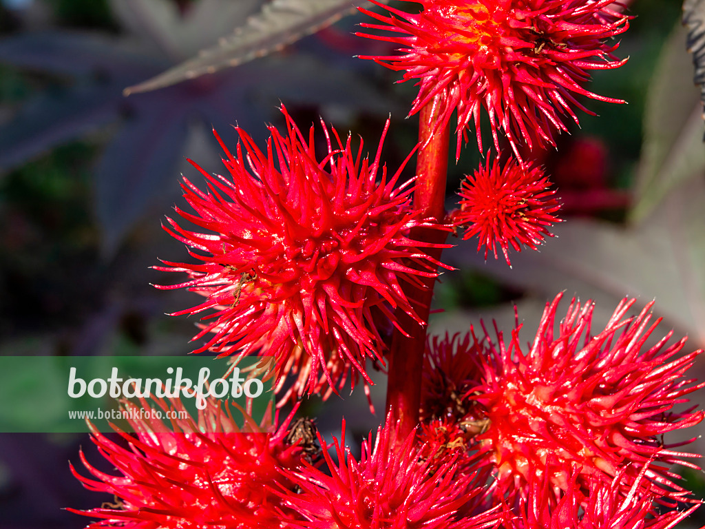 Bild Wunderbaum (Ricinus communis) - 572081 - Bilder von Pflanzen und  Gärten - botanikfoto