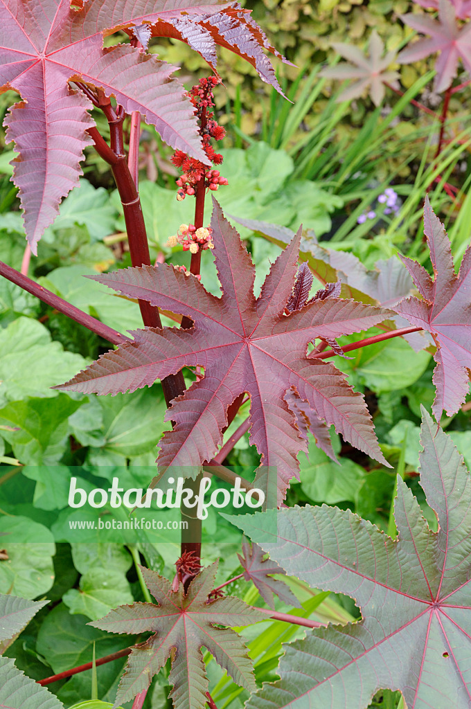 Bild Wunderbaum (Ricinus communis) - 572081 - Bilder von Pflanzen und  Gärten - botanikfoto