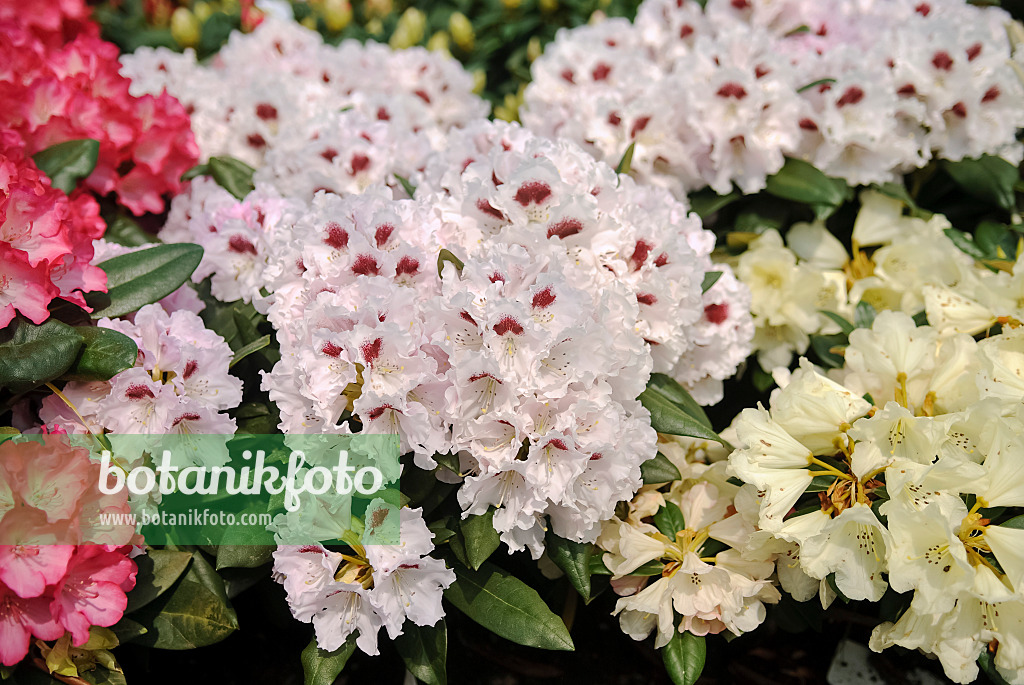 490134 - Yakushima-Rhododendron (Rhododendron degronianum subsp. yakushimanum 'Annika')