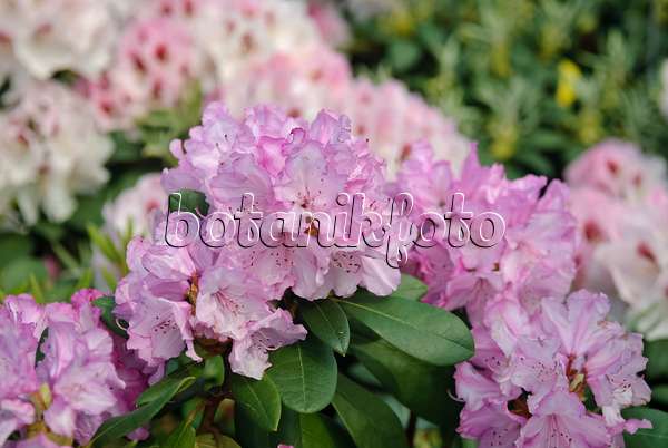 490135 - Yakushima-Rhododendron (Rhododendron degronianum subsp. yakushimanum 'Blurettia')