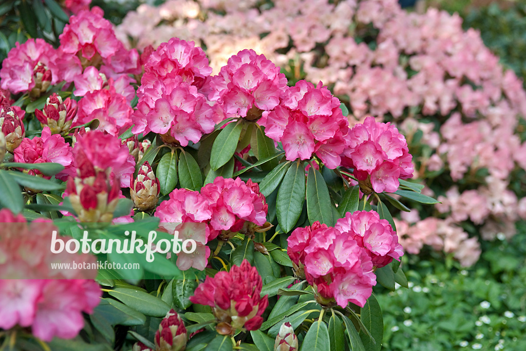 502404 - Yakushima-Rhododendron (Rhododendron degronianum subsp. yakushimanum 'Fantastica')