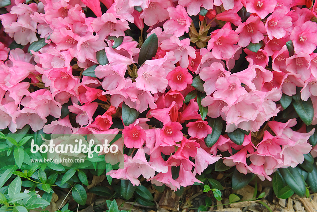 502406 - Yakushima-Rhododendron (Rhododendron degronianum subsp. yakushimanum 'Florkissen')