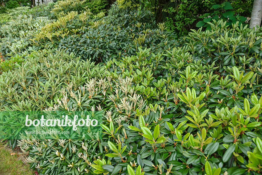 517234 - Yakushima-Rhododendron (Rhododendron degronianum subsp. yakushimanum)