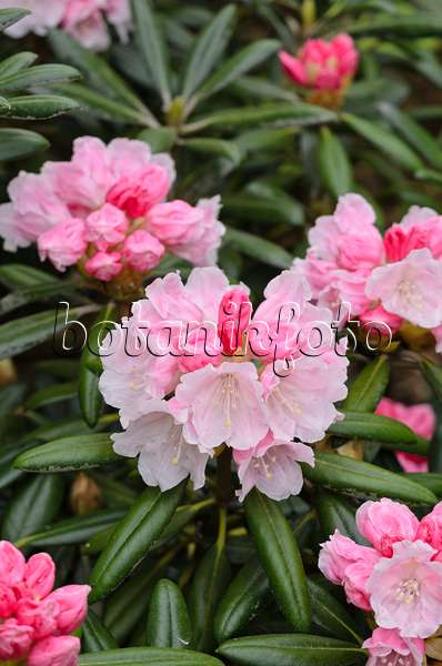 520300 - Yakushima-Rhododendron (Rhododendron degronianum subsp. yakushimanum)