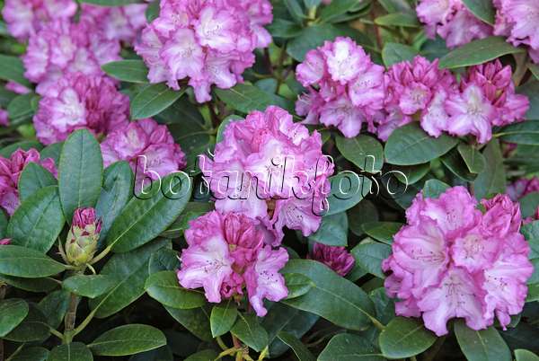 535319 - Yakushima-Rhododendron (Rhododendron degronianum subsp. yakushimanum 'Blurettia')