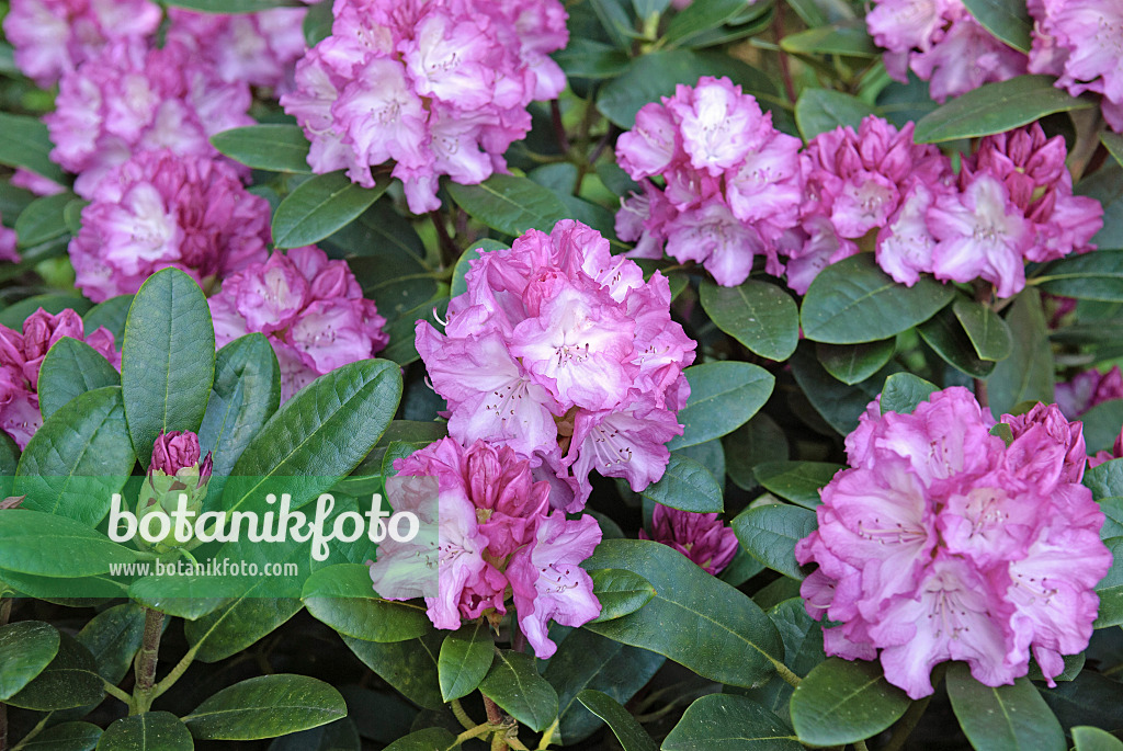 535319 - Yakushima-Rhododendron (Rhododendron degronianum subsp. yakushimanum 'Blurettia')