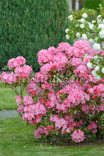 558206 - Yakushima-Rhododendron (Rhododendron degronianum subsp. yakushimanum 'Anuschka')