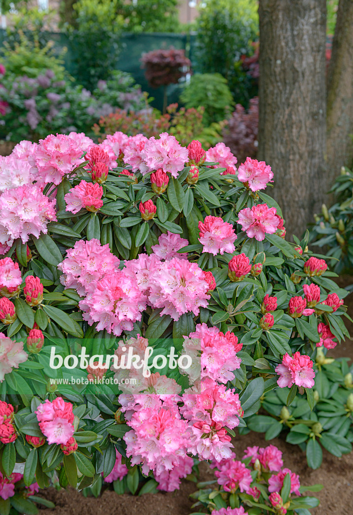 558208 - Yakushima-Rhododendron (Rhododendron degronianum subsp. yakushimanum 'Arabella')