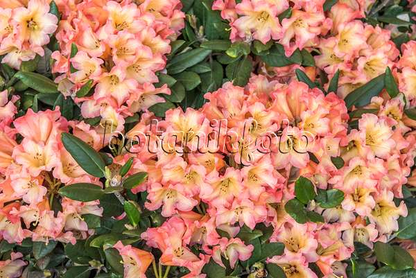 625341 - Yakushima-Rhododendron (Rhododendron degronianum subsp. yakushimanum 'Lullaby')