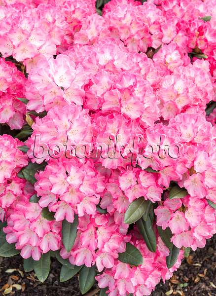 638237 - Yakushima-Rhododendron (Rhododendron degronianum subsp. yakushimanum 'Fantastica')
